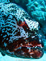 Red Sea Coral Grouper by Sean Cooper 